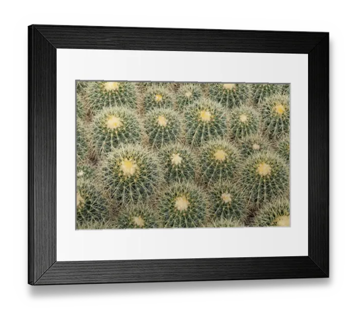 Framed Print : USA, Arizona, Tucson. Close-up of cactus at Bachs Cactus Nursery. Credit as Framed Print : USA, Arizona, Tucson. Close-up of cactus at Bachs Cactus Nursery. Credit as