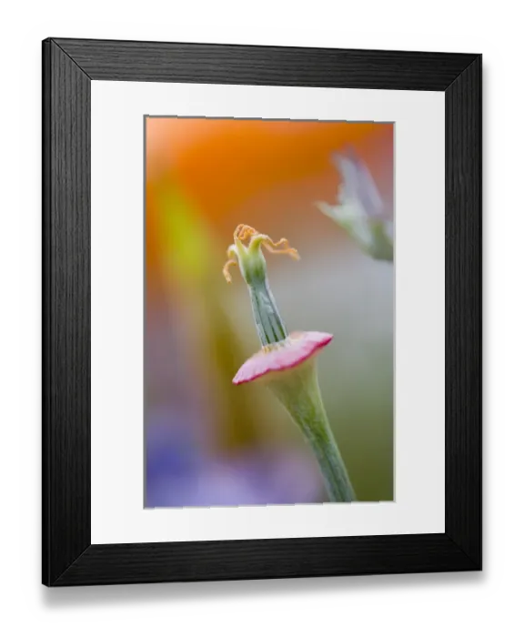 Framed Print : USA, California, Close-up of poppy flower without petals Framed Print : USA, California, Close-up of poppy flower without petals