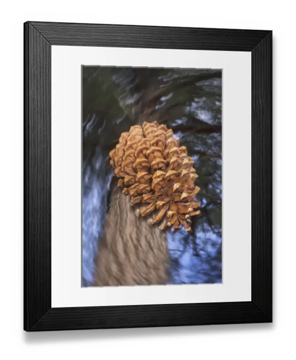 Framed Print : USA, California, Sierra Nevada Mountains, Close-up of a pine cone falling from a Framed Print : USA, California, Sierra Nevada Mountains, Close-up of a pine cone falling from a