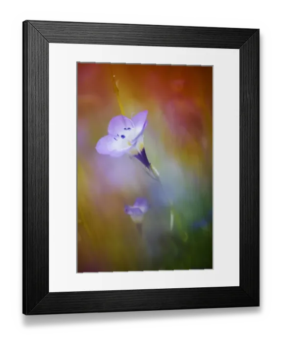 Framed Print : USA, California, Abstract of gilia amidst other wildflowers Framed Print : USA, California, Abstract of gilia amidst other wildflowers