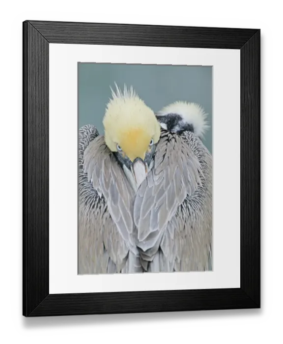 Framed Print : USA, California, La Jolla. Rear view of brown pelican adult with head turned backwards Framed Print : USA, California, La Jolla. Rear view of brown pelican adult with head turned backwards
