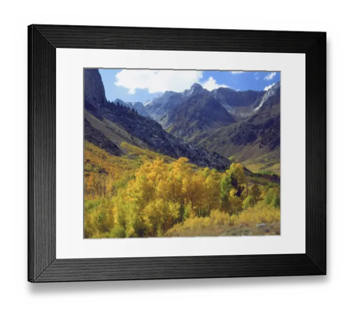 Framed Print : USA, California, Sierra Nevada Mountains. Aspen trees in autumn color in the McGee Creek area Framed Print : USA, California, Sierra Nevada Mountains. Aspen trees in autumn color in the McGee Creek area