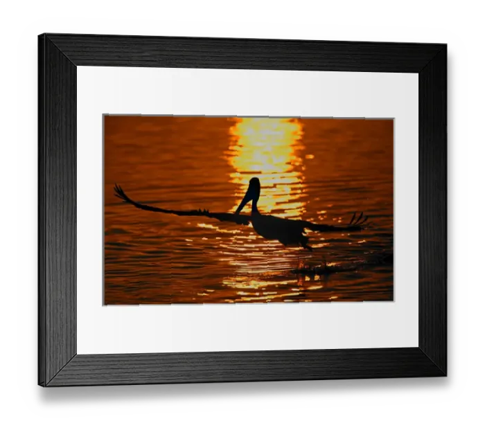Framed Print : USA, California, Bolsa Chica Lagoon. Silhouette of brown pelican taking flight against Framed Print : USA, California, Bolsa Chica Lagoon. Silhouette of brown pelican taking flight against