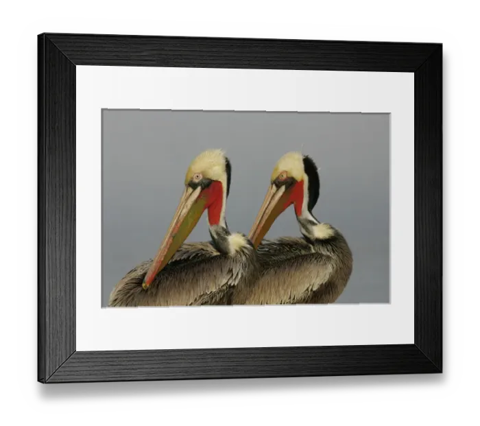 Framed Print : USA, California, La Jolla. Two brown pelicans preening in rhythm Framed Print : USA, California, La Jolla. Two brown pelicans preening in rhythm