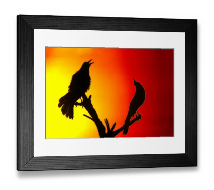 Framed Print : USA, California, Salton Sea National Wildlife Refuge Framed Print : USA, California, Salton Sea National Wildlife Refuge