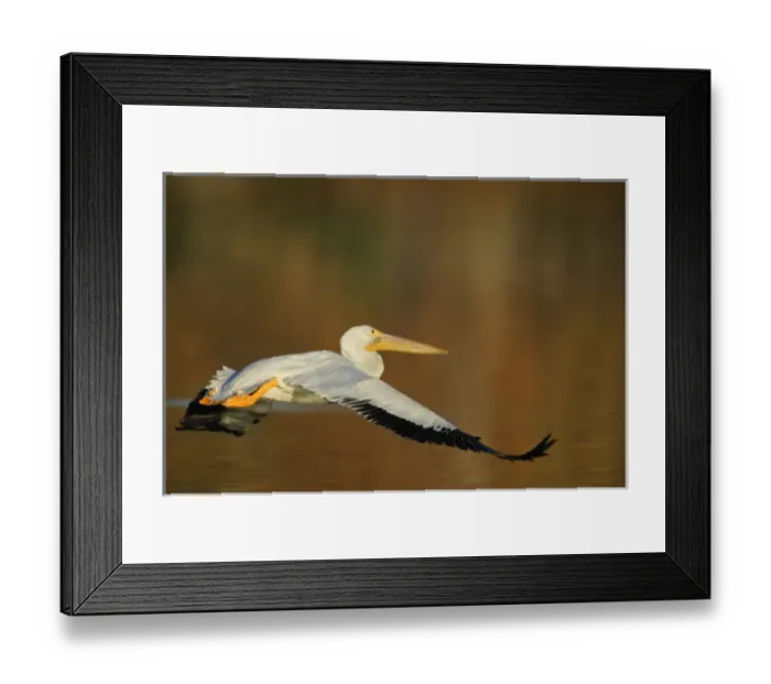 Framed Print : USA, California, Santee Lakes Park. White pelican flies over yellow and brown lake water Framed Print : USA, California, Santee Lakes Park. White pelican flies over yellow and brown lake water