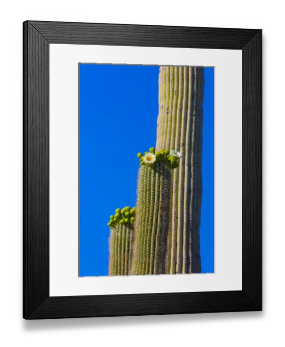 Framed Print : USA, Arizona, Tucson. Blooming cactus in Saquaro National Park Framed Print : USA, Arizona, Tucson. Blooming cactus in Saquaro National Park