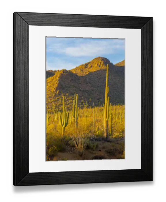 Framed Print : USA, Arizona, Tucson. Desert sunset in Saguaro National Park