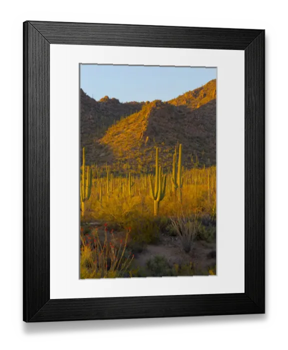 Framed Print : USA, Arizona, Tucson. Desert sunset in Saguaro National Park Framed Print : USA, Arizona, Tucson. Desert sunset in Saguaro National Park
