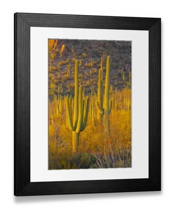 Framed Print : USA, Arizona, Tucson. Desert sunset in Saguaro National Park Framed Print : USA, Arizona, Tucson. Desert sunset in Saguaro National Park