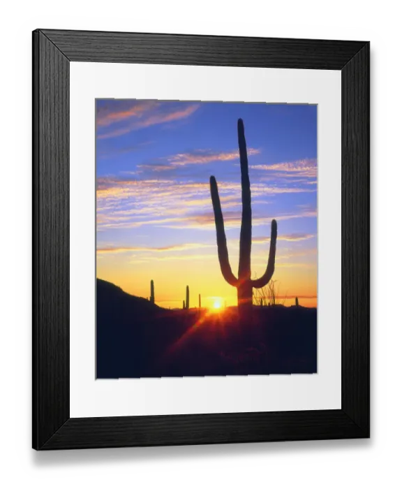Framed Print : USA, Arizona, A saguaro cactus at sunset, AZ Framed Print : USA, Arizona, A saguaro cactus at sunset, AZ