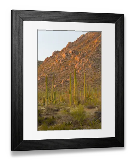 Framed Print : USA, Arizona, Tucson. Desert sunset in Saguaro National Park Framed Print : USA, Arizona, Tucson. Desert sunset in Saguaro National Park