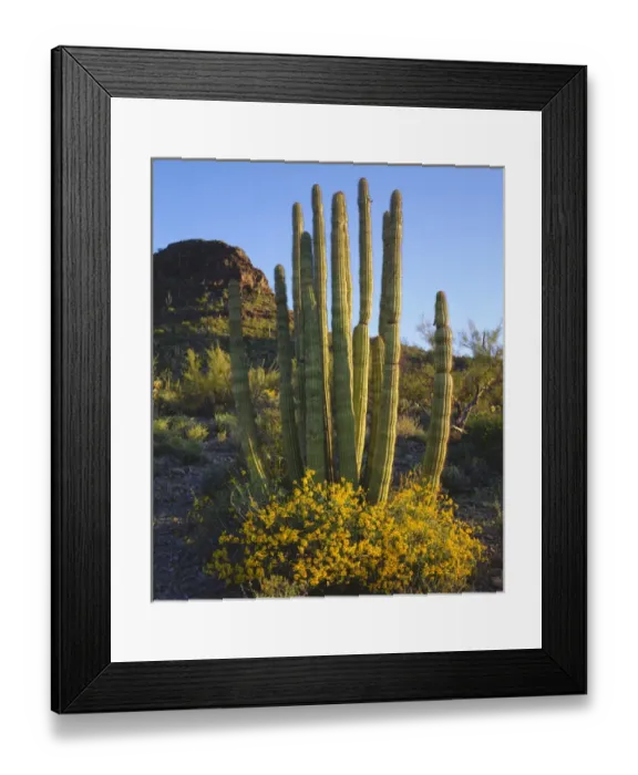 Framed Print : USA; Arizona; Organ Pipe Cactus in Organ Pipe Cactus National Monument