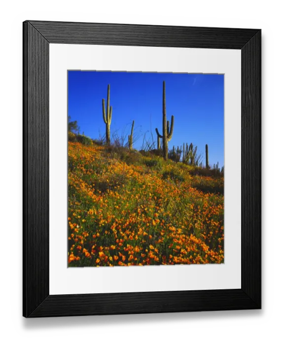 Framed Print : United States of America; USA; Arizona; Organ Pipe Cactus National Monument Wildflowers