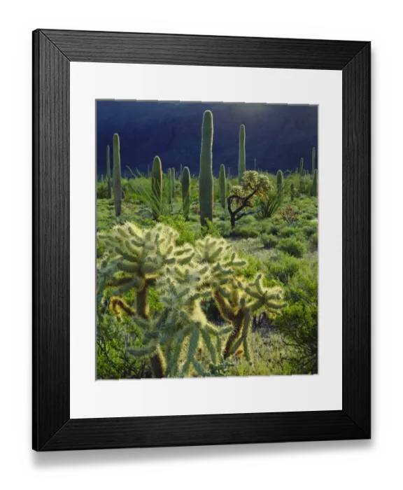 Framed Print : USA; Arizona; Organ Pipe Cactus National Monument; Arizona Desert in Springtime Framed Print : USA; Arizona; Organ Pipe Cactus National Monument; Arizona Desert in Springtime