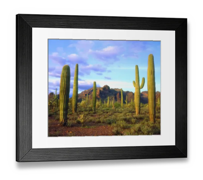 Framed Print : USA; Arizona; Organ Pipe Cactus National Monument, Arizona Desert in Springtime