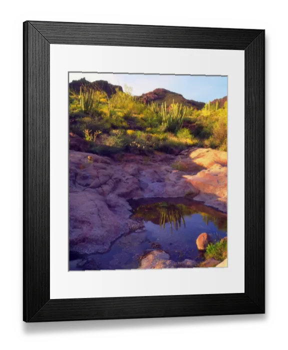 Framed Print : USA; Arizona; Organ Pipe Cactus National Monument; Arizona Desert in Springtime with Framed Print : USA; Arizona; Organ Pipe Cactus National Monument; Arizona Desert in Springtime with
