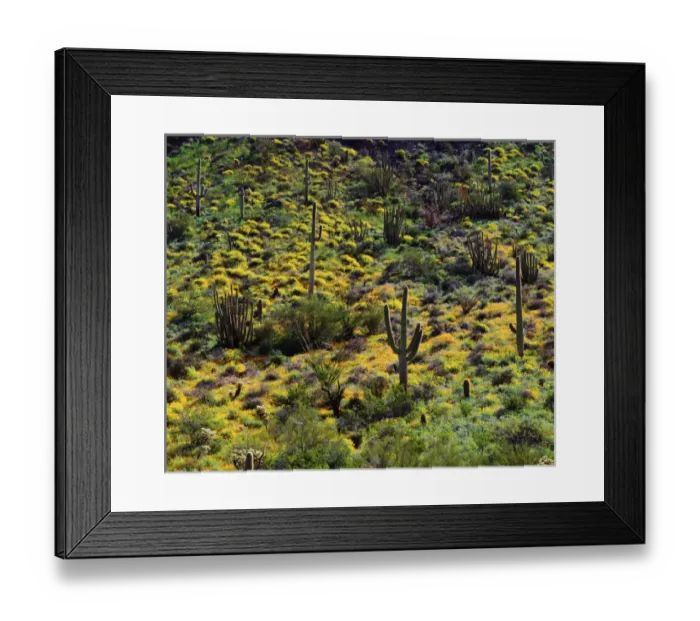 Framed Print : USA, Arizona, Organ Pipe Cactus National Monument. Wildflowers and Cacti Framed Print : USA, Arizona, Organ Pipe Cactus National Monument. Wildflowers and Cacti