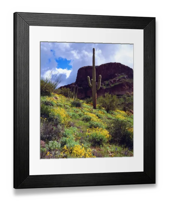 Framed Print : USA, Arizona, Organ Pipe Cactus National Monument. Wildlflowers and Cacti Framed Print : USA, Arizona, Organ Pipe Cactus National Monument. Wildlflowers and Cacti