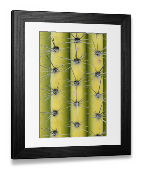 Framed Print : USA, Arizona, Organ Pipe Cactus National Monument