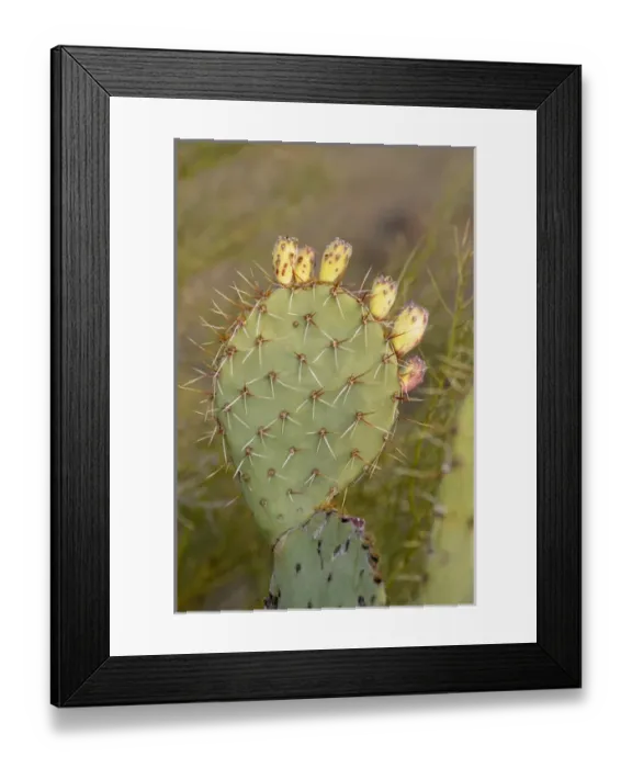 Framed Print : USA, Arizona, Organ Pipe Cactus National Monument. Engelmanns Prickly Pear Framed Print : USA, Arizona, Organ Pipe Cactus National Monument. Engelmanns Prickly Pear