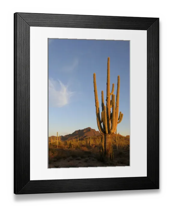 Framed Print : USA, Arizona, Organ Pipe Cactus National Monument Framed Print : USA, Arizona, Organ Pipe Cactus National Monument
