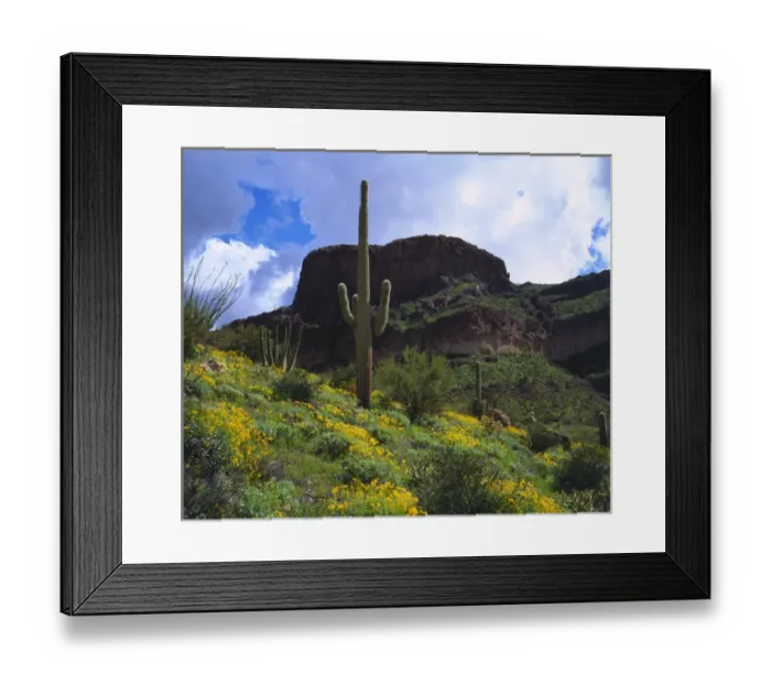 Framed Print : USA; Arizona; Saguaro Cacti in Organ Pipe Cactus National Monument