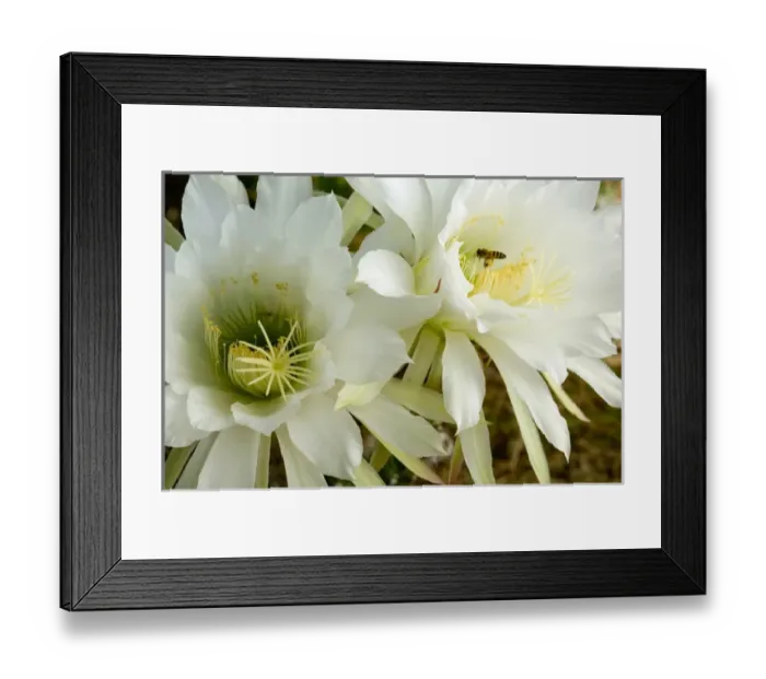 Framed Print : USA, Arizona, Tucson, Night Blooming Cereus Framed Print : USA, Arizona, Tucson, Night Blooming Cereus