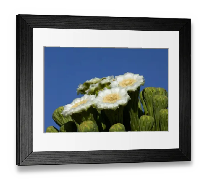 Framed Print : USA, Arizona, Tucson, Saguro National Park, Flowering Saguaro Cactus Framed Print : USA, Arizona, Tucson, Saguro National Park, Flowering Saguaro Cactus
