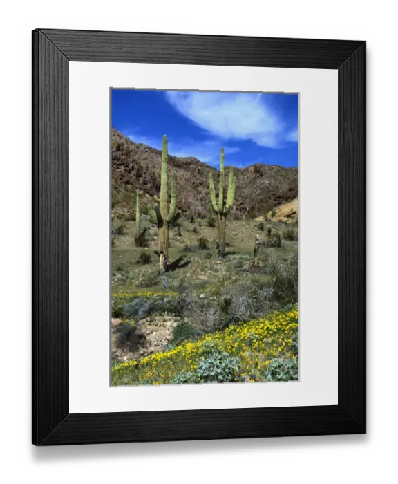 Framed Print : USA, Arizona, Ajo, Saguaro Cactus