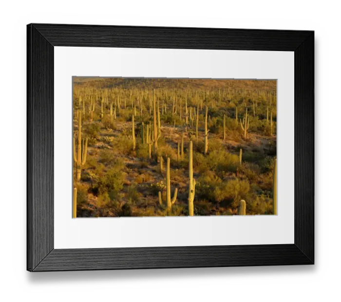 Framed Print : USA, Arizona, Tucson, Saguaro National Park Framed Print : USA, Arizona, Tucson, Saguaro National Park