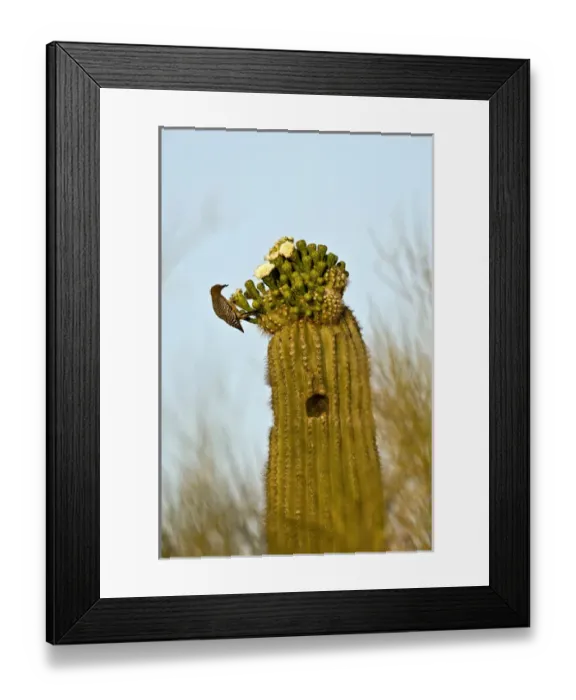 Framed Print : USA, Arizona, Tucson, Saguaro National Park Framed Print : USA, Arizona, Tucson, Saguaro National Park