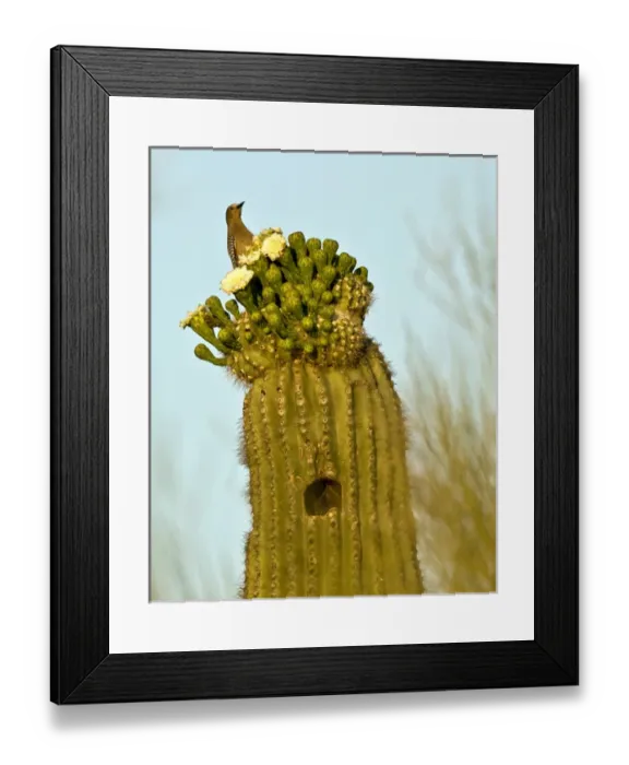 Framed Print : USA, Arizona, Tucson, Saguaro National Park Framed Print : USA, Arizona, Tucson, Saguaro National Park