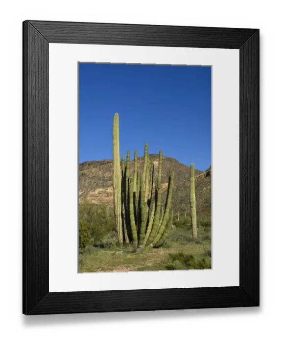 Framed Print : USA, Arizona, Ajo, Organ Pipe Cactus National Monument Framed Print : USA, Arizona, Ajo, Organ Pipe Cactus National Monument