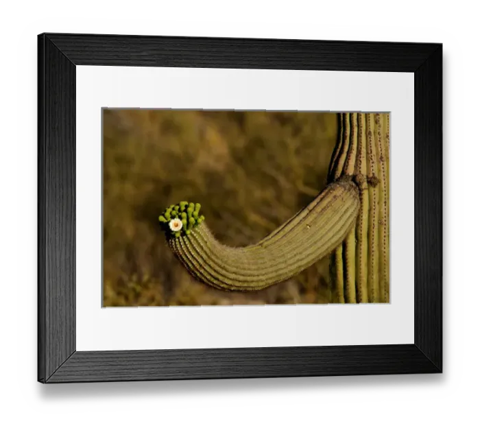 Framed Print : USA, Arizona, Tucson, Saguaro National Park, Flowering Saguaro Framed Print : USA, Arizona, Tucson, Saguaro National Park, Flowering Saguaro