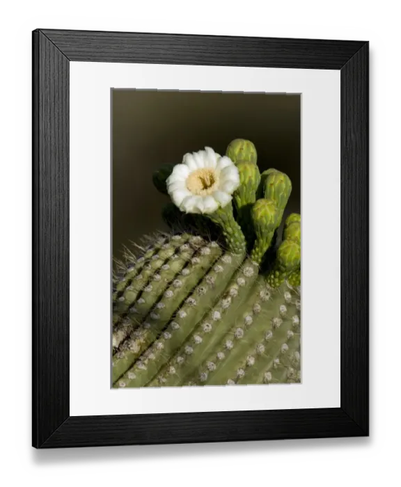 Framed Print : USA, Arizona, Tucson, Saguaro National Park, Flowering Saguaro Framed Print : USA, Arizona, Tucson, Saguaro National Park, Flowering Saguaro