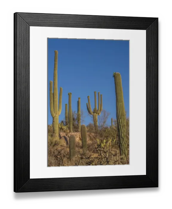 Framed Print : USA, Arizona, Tucson, Saguaro National Park (west) Framed Print : USA, Arizona, Tucson, Saguaro National Park (west)