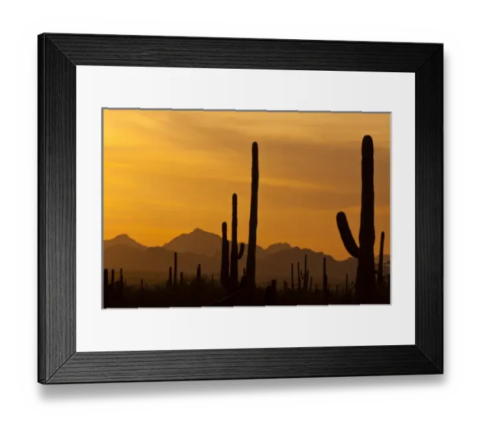 Framed Print : USA, Arizona, Saguaro National Park, Sonoran Desert Framed Print : USA, Arizona, Saguaro National Park, Sonoran Desert