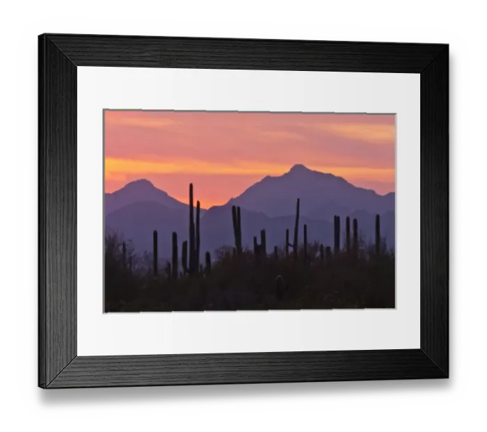 Framed Print : USA, Arizona, Saguaro National Park, Sonoran Desert. Saguaro forest at sunset. Credit as Framed Print : USA, Arizona, Saguaro National Park, Sonoran Desert. Saguaro forest at sunset. Credit as