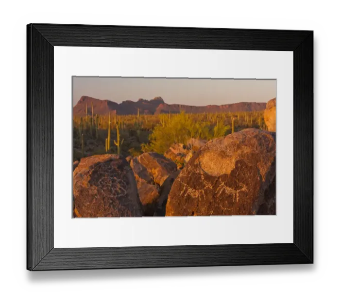 Framed Print : USA, Arizona, Pima County, Saguaro National Park, Sonoran Desert. Saguaro cactus and petroglyphs Framed Print : USA, Arizona, Pima County, Saguaro National Park, Sonoran Desert. Saguaro cactus and petroglyphs