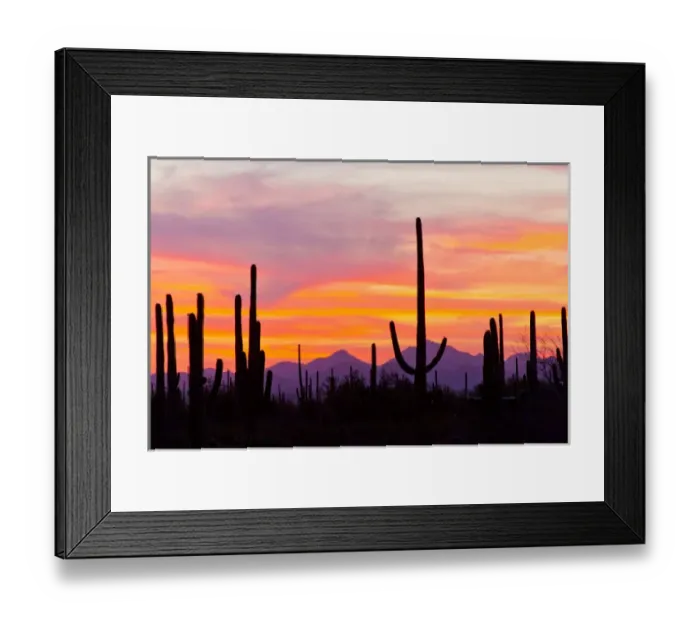Framed Print : USA, Arizona, Saguaro National Park, Sonoran Desert. Saguaro cactus forest at sunset Framed Print : USA, Arizona, Saguaro National Park, Sonoran Desert. Saguaro cactus forest at sunset