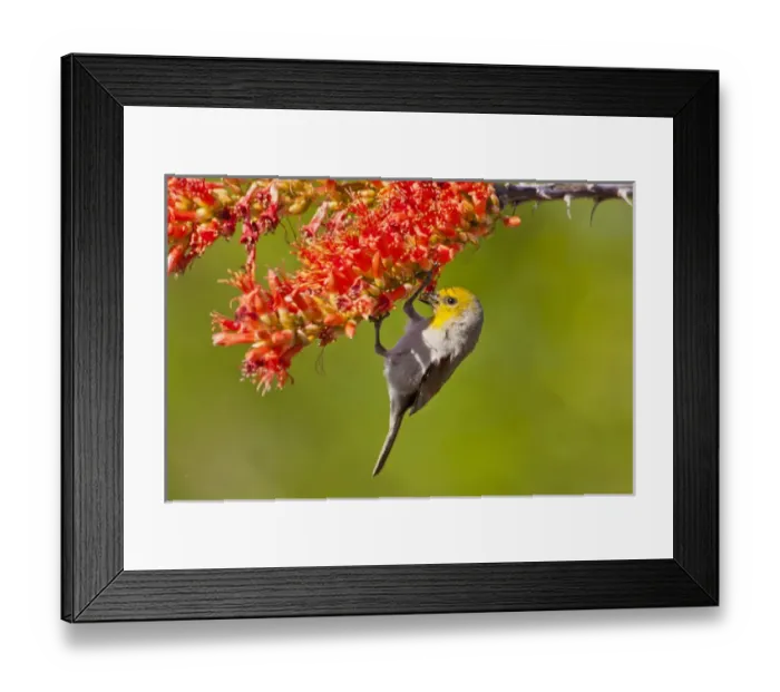 Framed Print : USA, Arizona, Sabino Canyon, Sonoran Desert. Verdin feeding on ocotillo blossoms