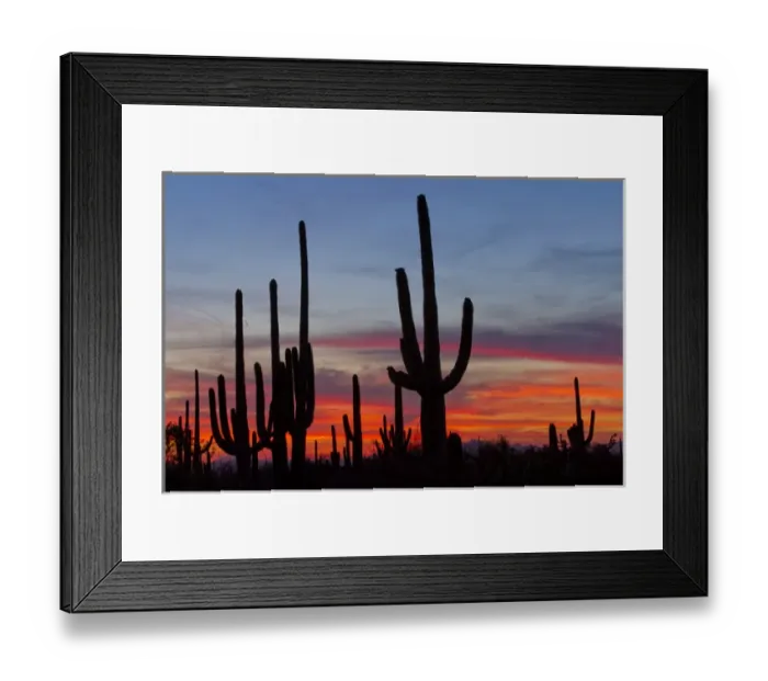Framed Print : USA, Arizona, Pima County, Saguaro National Park, Sonoran Desert. Saguaro cacti and sunset Framed Print : USA, Arizona, Pima County, Saguaro National Park, Sonoran Desert. Saguaro cacti and sunset