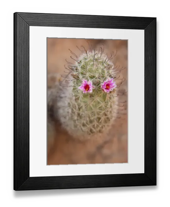 Framed Print : USA, Arizona, Grand Canyon National Park. Fishhook cactus with two flowers. Credit as