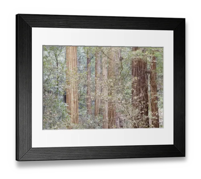 Framed Print : USA, California. Tres in Muir Woods National Monument in springtime Framed Print : USA, California. Tres in Muir Woods National Monument in springtime