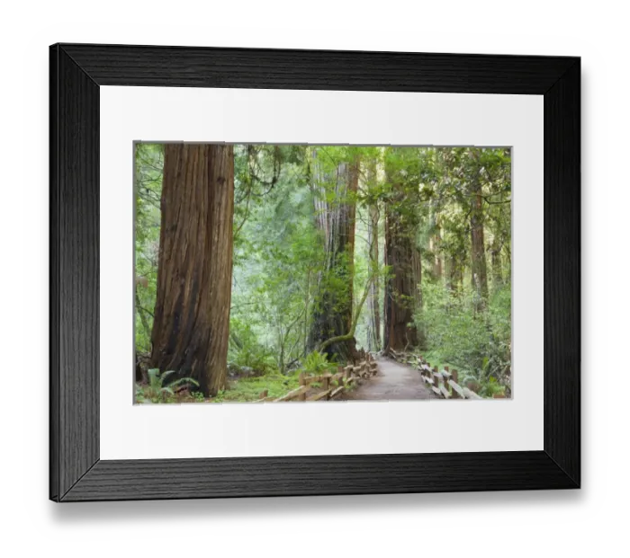 Framed Print : USA, California. Trail through Muir Woods National Monument in springtime. Credit as Framed Print : USA, California. Trail through Muir Woods National Monument in springtime. Credit as
