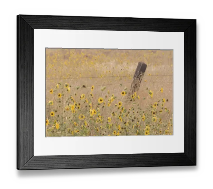 Framed Print : USA, California, Adin. Barbed-wire fence in field of sunflowers Framed Print : USA, California, Adin. Barbed-wire fence in field of sunflowers