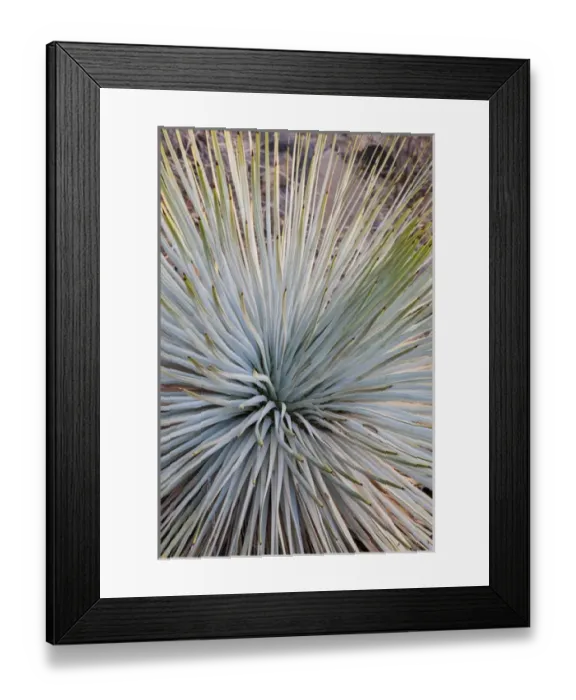 Framed Print : USA, Arizona, Grand Canyon National Park. Close-up of Whipples yucca plant. Credit as Framed Print : USA, Arizona, Grand Canyon National Park. Close-up of Whipples yucca plant. Credit as