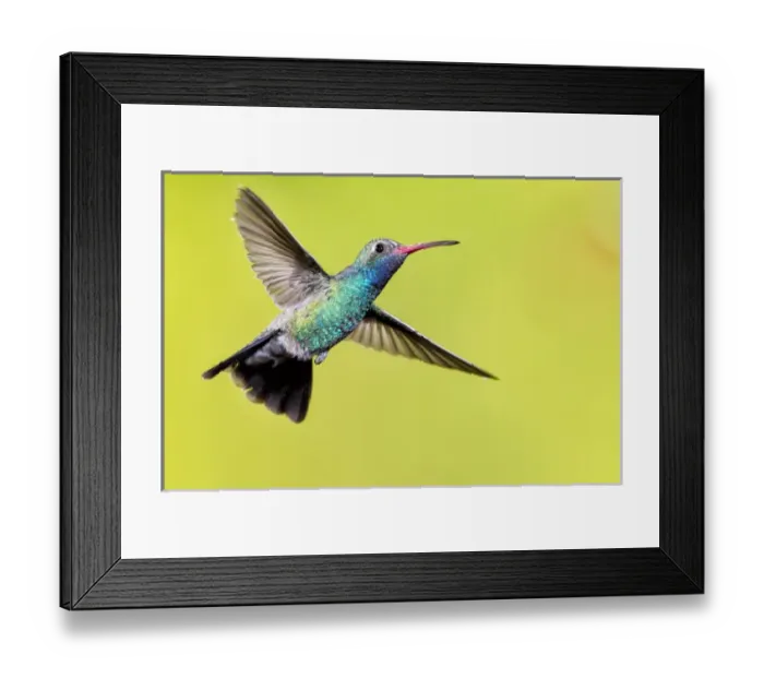 Framed Print : USA, Arizona, Madera Canyon. Male broad-billed hummingbird in flight Framed Print : USA, Arizona, Madera Canyon. Male broad-billed hummingbird in flight