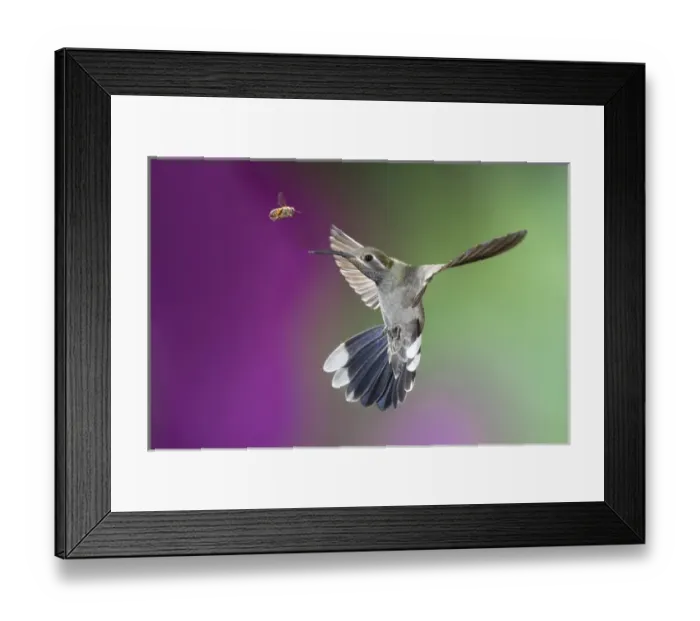 Framed Print : USA, Arizona, Madera Canyon. Encounter between female magnificent hummingbird and bee Framed Print : USA, Arizona, Madera Canyon. Encounter between female magnificent hummingbird and bee